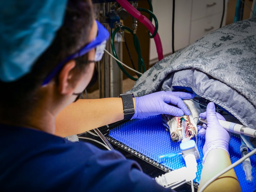 22 Italian greyhounds ready for adoption after rescue from Smith County home