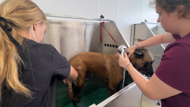 Estudiantes de Hudson aprenden negocios y cuidado de mascotas con peluquería canina.