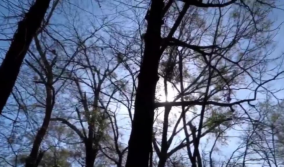 Longview’s ‘Tree-mendous’ project bringing 5,000 new trees to Piney Woods