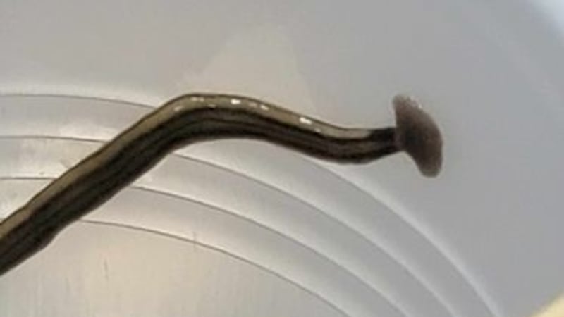 This hammerhead worm was found in Grundy County.