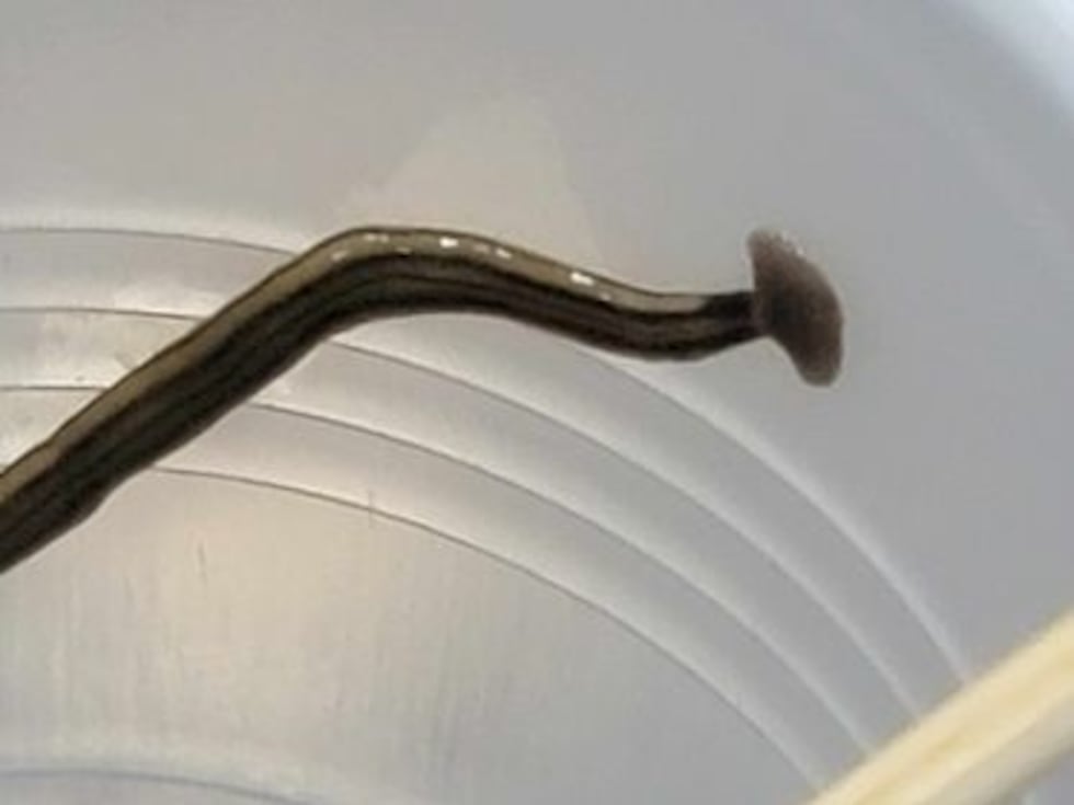 El “gusano martillo” es llamado así por la forma de su cabeza.