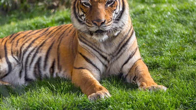 El tigre malayo es una especie en peligro crítico de extinción.