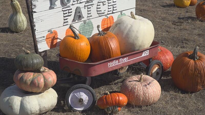 Si bien algunas partes del país están experimentando una escasez de calabazas, aquí en el este...