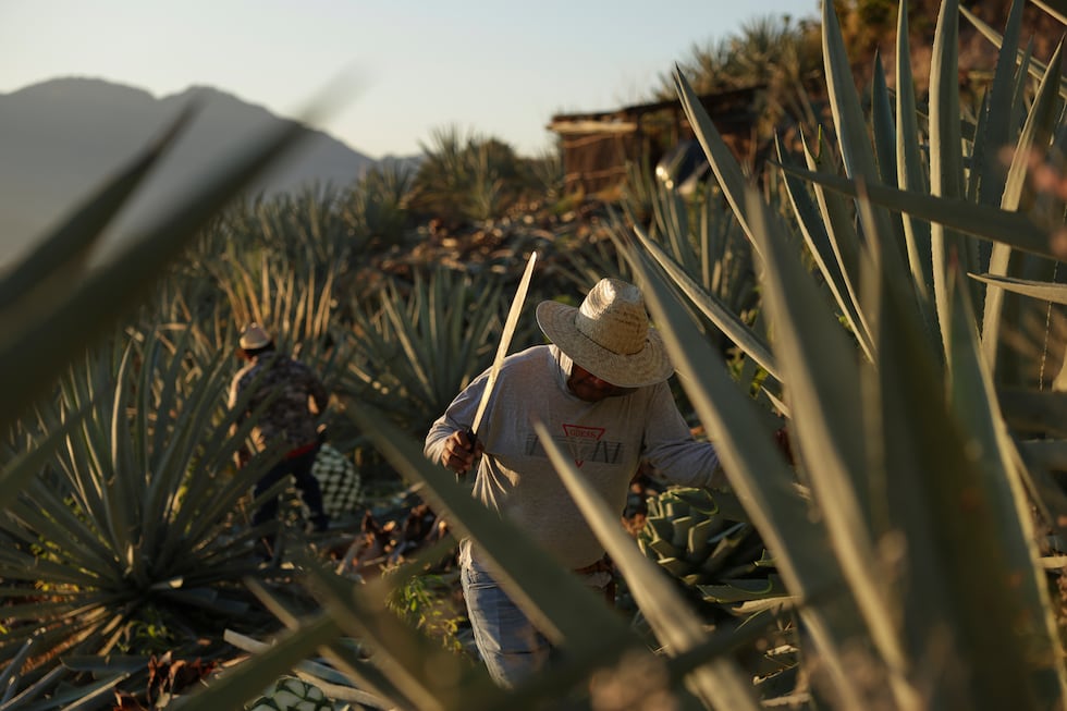 Un trabajador corta una piña de agave utilizada para producir mezcal en Nejapa de Madero,...