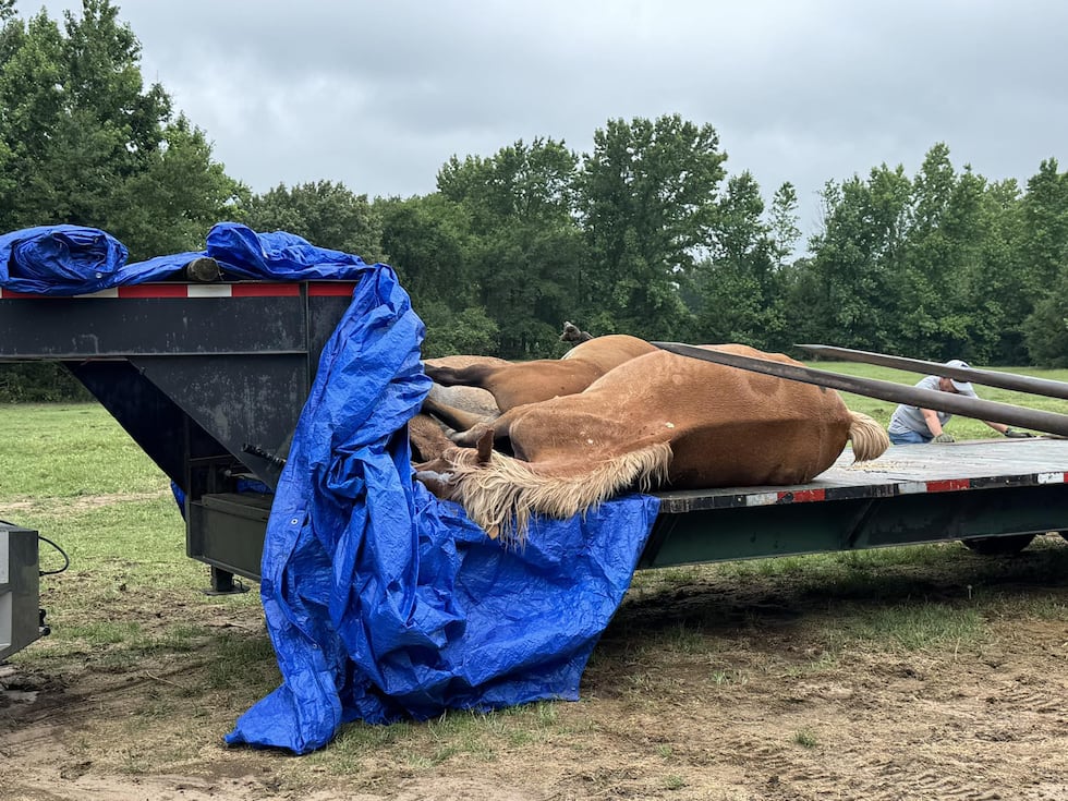 5 rescue horses killed in lightning strike at Winnsboro ranch