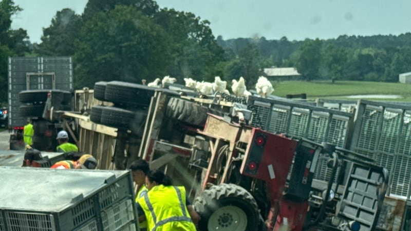 Gallinas sueltas tras un accidente de camión