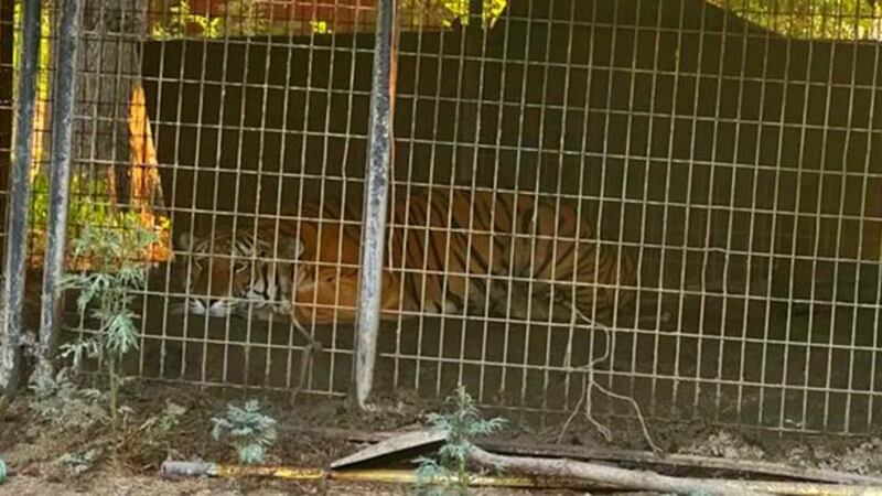 A tiger was found on an Oak Cliff property on Aug. 25, 2023.