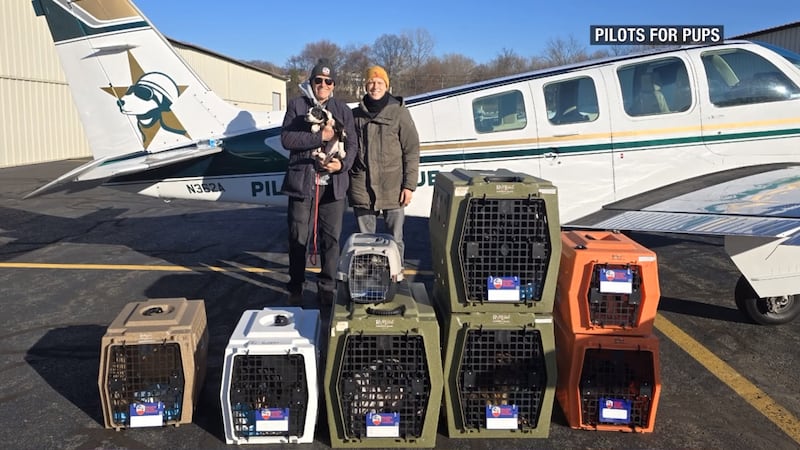 Cachorros de Longview son trasladados en avión a Nueva York para tener una segunda oportunidad.