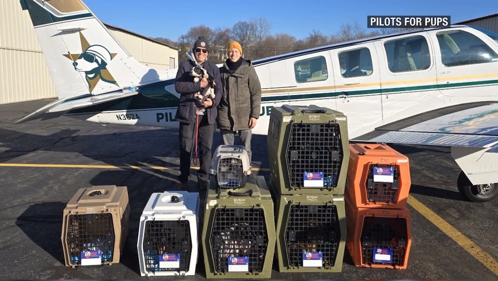 Cachorros de Longview son trasladados en avión a Nueva York para tener una segunda oportunidad.