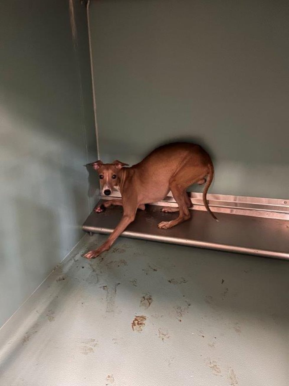 Smith County authorities rescue 44 dogs