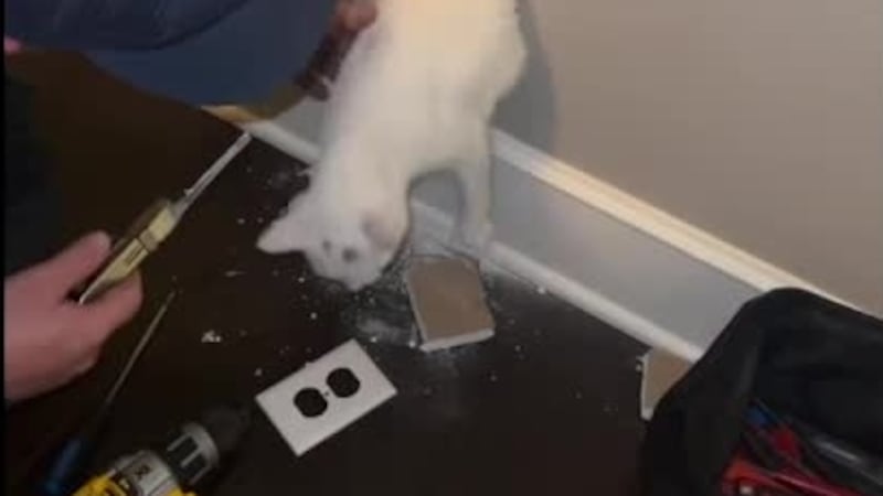 Personal de emergencias utiliza imágenes térmicas para encontrar a un gato atrapado en una pared