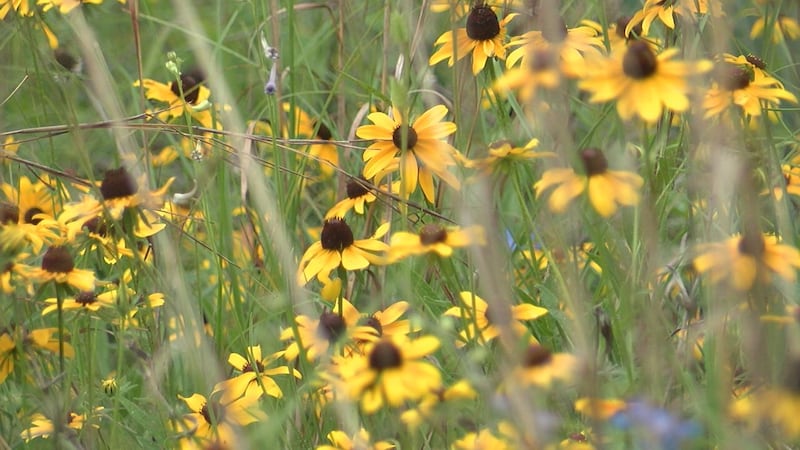 Pasar tiempo al aire libre puede ser una forma relajante de crear recuerdos. Para los...