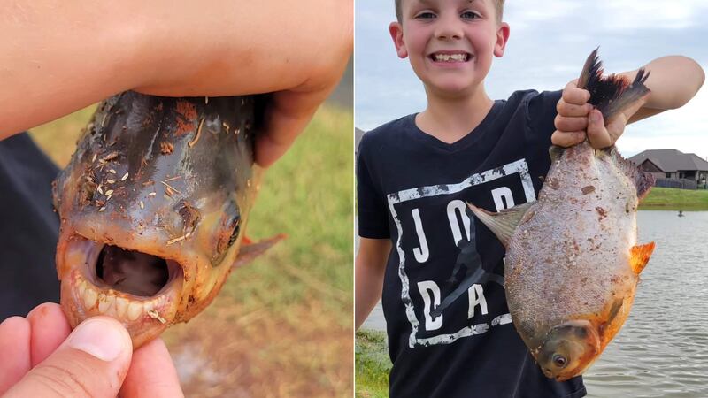 Las autoridades de Oklahoma confirmaron que Charlie Clinton pescó un pacú, pariente cercano de...