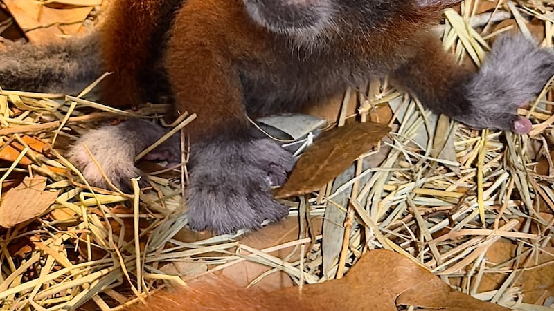 Dos lémures de cuello rojo nacieron en el zoológico de Caldwell.