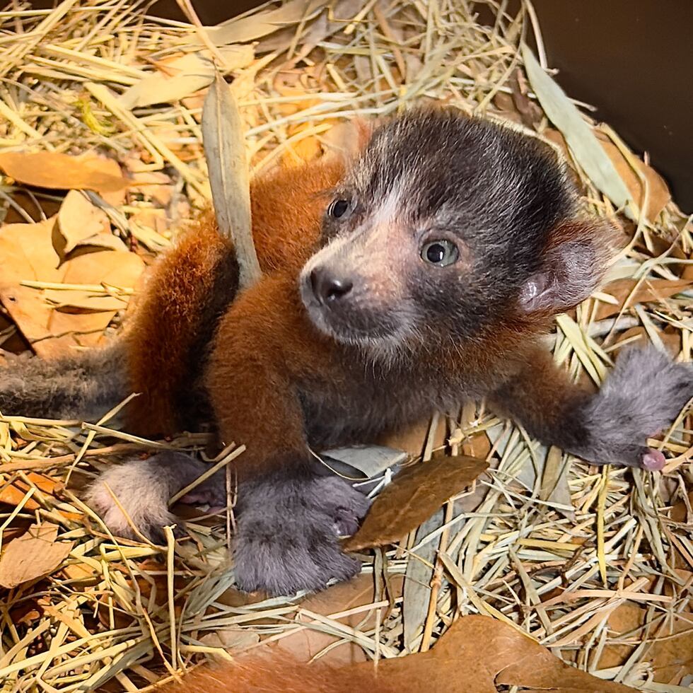Two red-ruffed lemurs were born at Caldwell Zoo.
