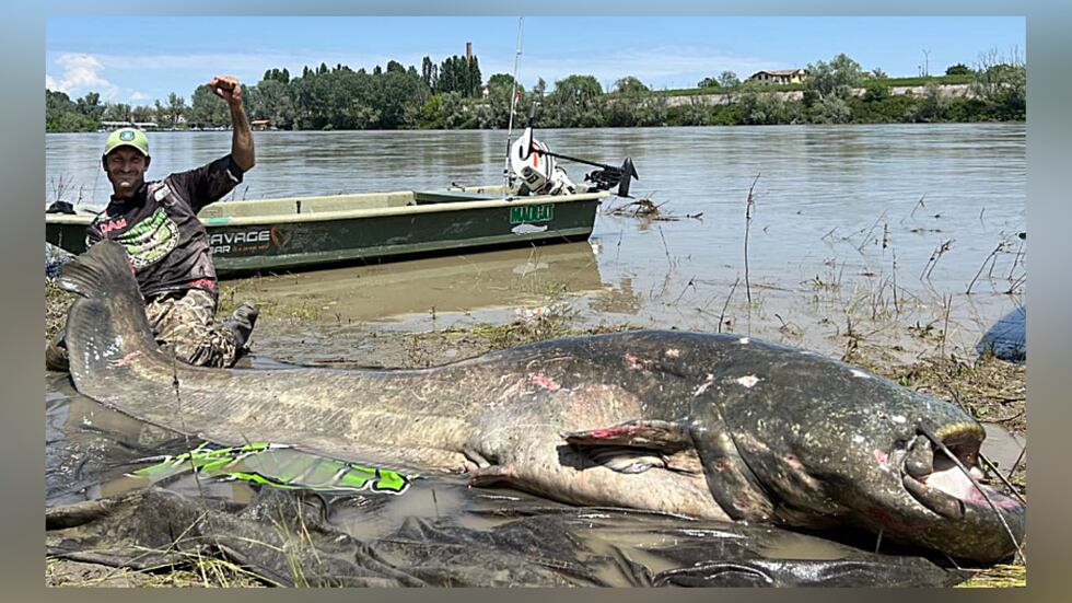Alessandro Biancardi, pescador de caña italiano, capturó recientemente un enorme siluro de 2,5...
