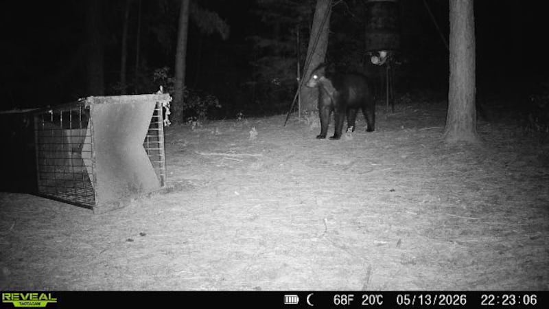 Bear tracks. new camera images confirm American black bear still in East Texas
