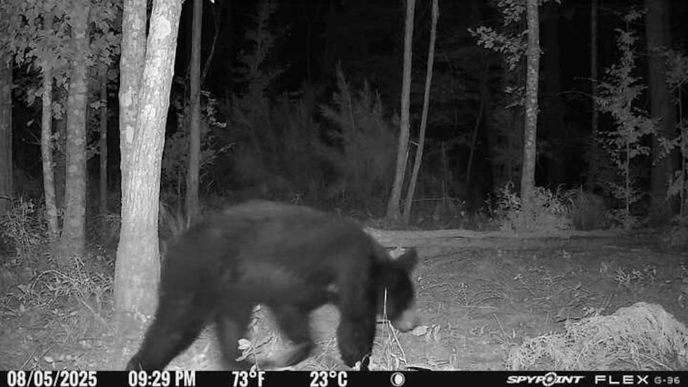 A black bear was caught on a game camera on a property in Rusk County on Lake Striker.