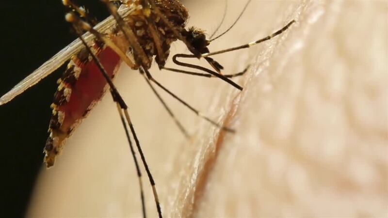 Es importante que las personas sigan tomando medidas para evitar las picaduras de mosquitos.