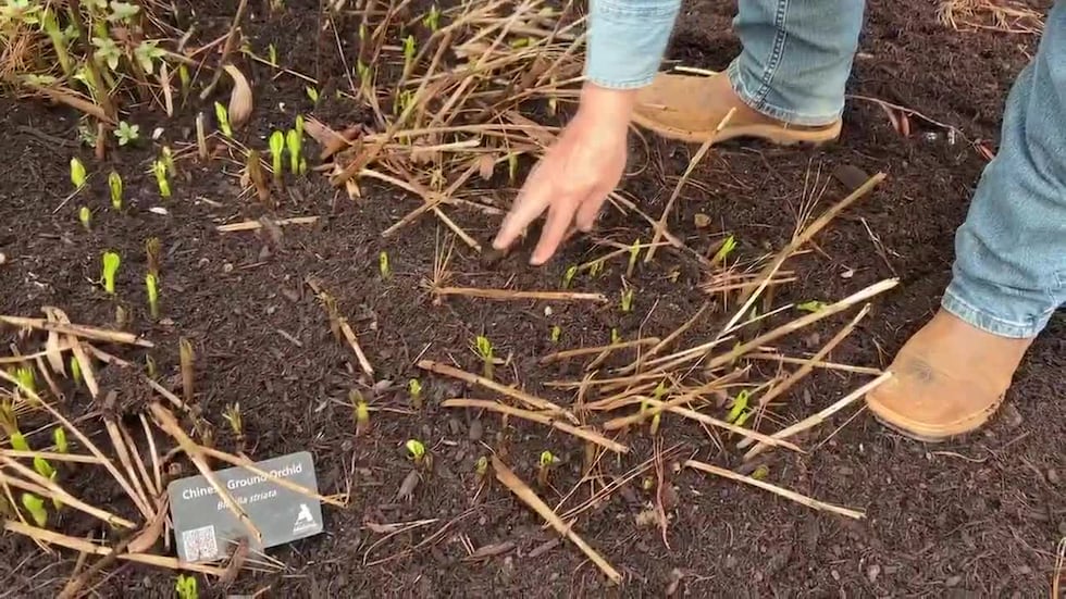 If your plants took a hit during the freeze, all is not lost. Here’s how you can revive them,...