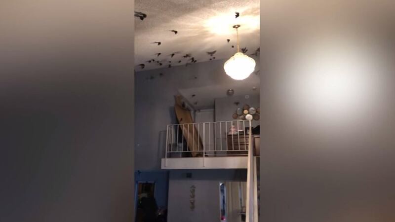Después de que más de 800 pájaros invadieran la casa de Patrick Belleville en Torrance...