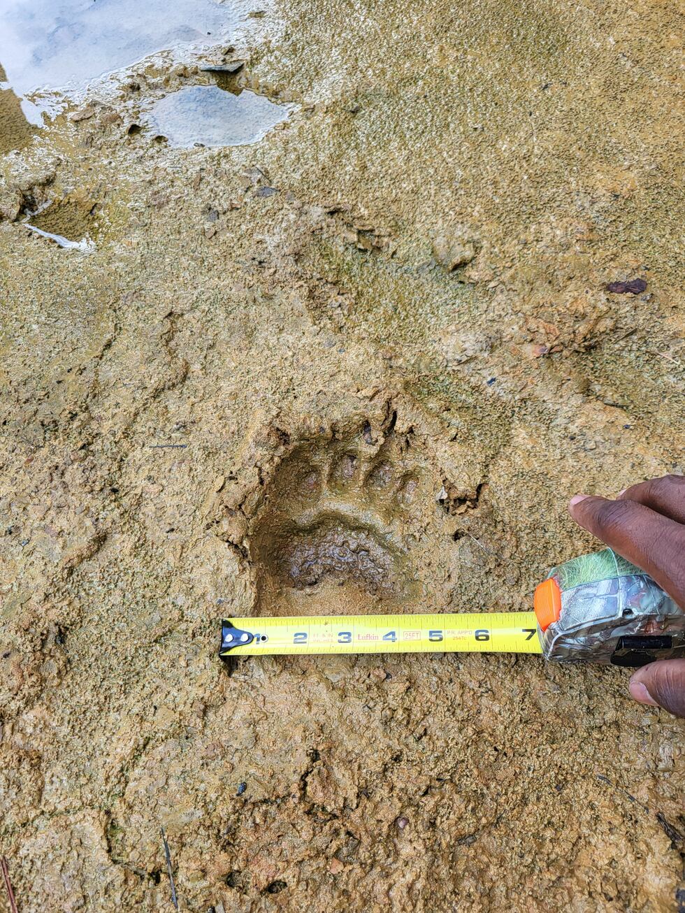 Texas Parks and Wildlife took measurements of a bear track found in Rusk County.
