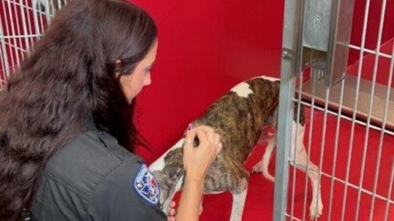 Autoridades incautan 44 perros de una aparente granja de cachorros en el condado de Smith.