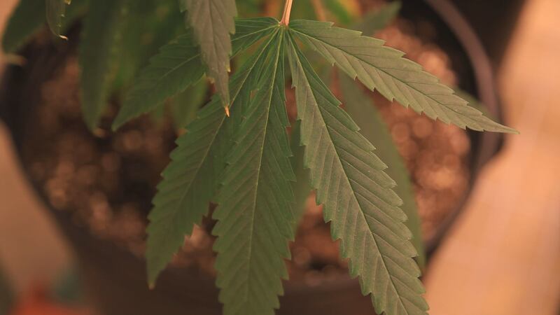 A local nonprofit is raising money to cover medical marijuana costs for Louisiana veterans and...
