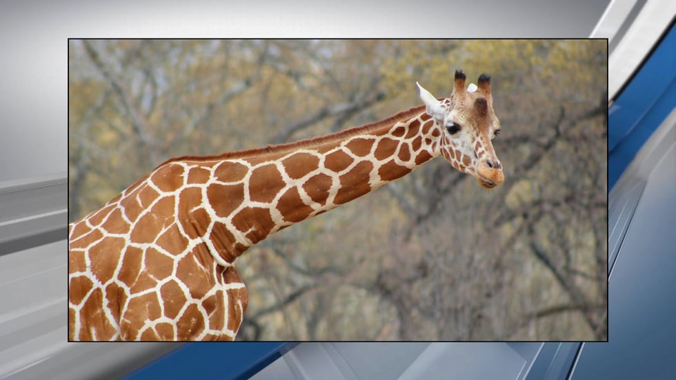 The Caldwell Zoo has announced the death of a giraffe after a months-long battle with an...