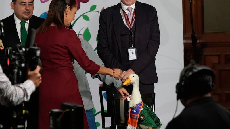 La presidenta mexicana Claudia Sheinbaum interactúa con el pato Merlín, vestido con la...
