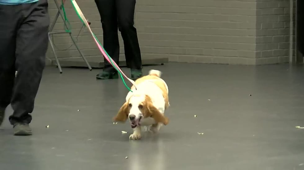 SNAP funding lapse may cause surge in pet surrenders, Longivew animal advocate says