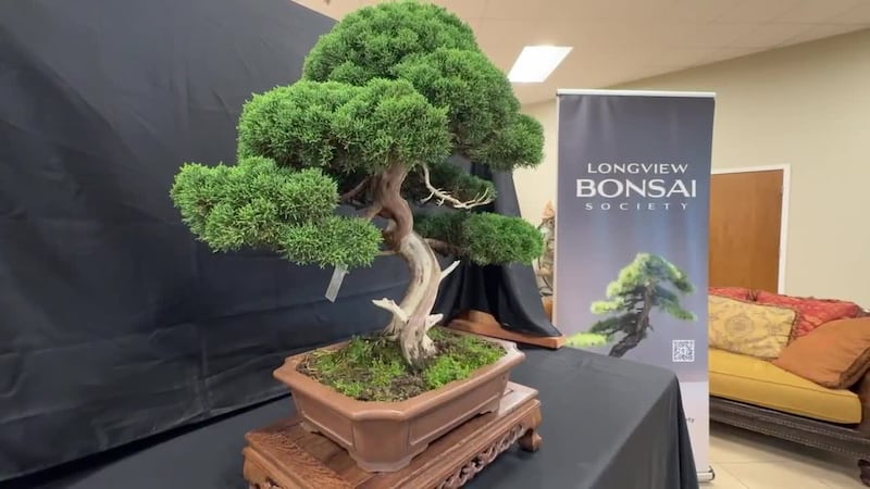 Inaugura exposición de bonsáis en el Arboreto de Longview