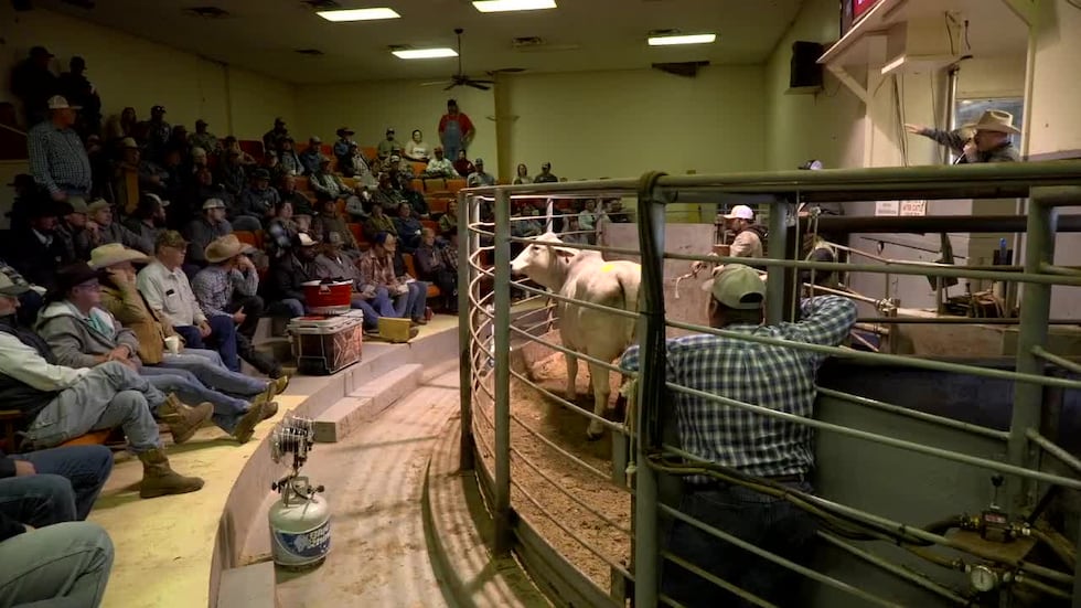 Subasta de ganado recauda $130,000 para la familia Waskom, que perdió a dos hijos y su casa