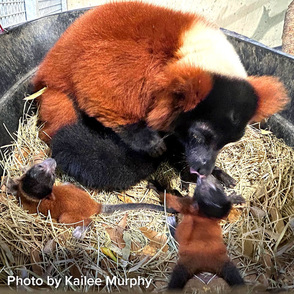 The Caldwell Zoo announces the births of two red-ruffed lemurs.
