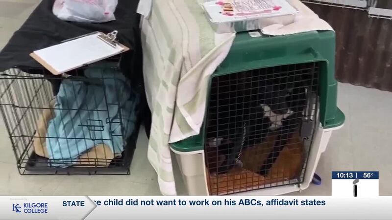 El condado de Upshur está trabajando en la creación de un plan de control de animales