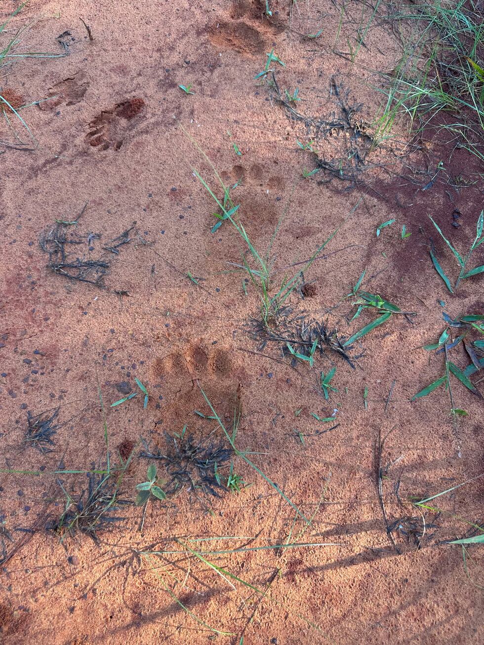Bear tracks. new camera images confirm American black bear still in East Texas