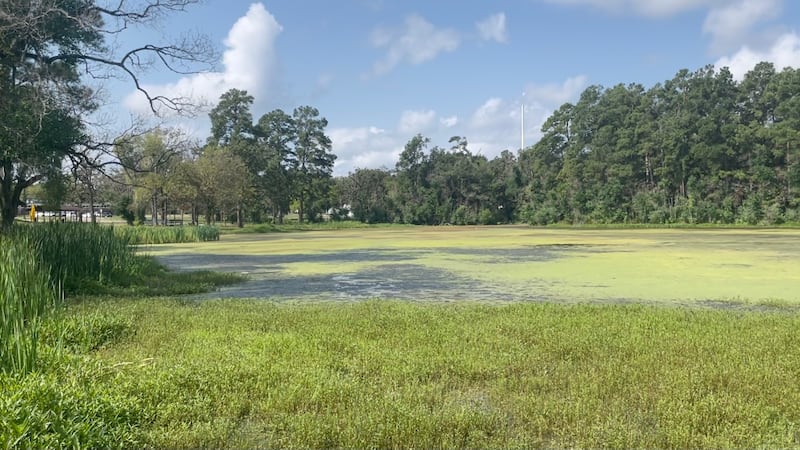 Algae problem growing on Jones Lake