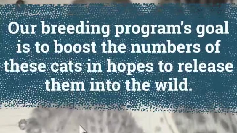 Caldwell Zoo announces birth of endangered ocelot kittens