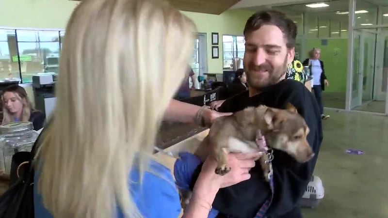 WebXtra: Longview Animal Services offers free microchipping through February