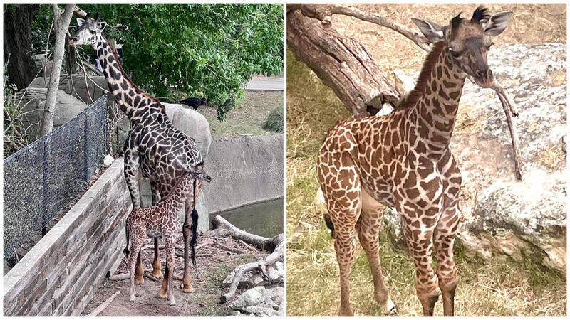 Las autopsias de Penélope y su cría Zuri (derecha) se hicieron públicas tras su muerte en...