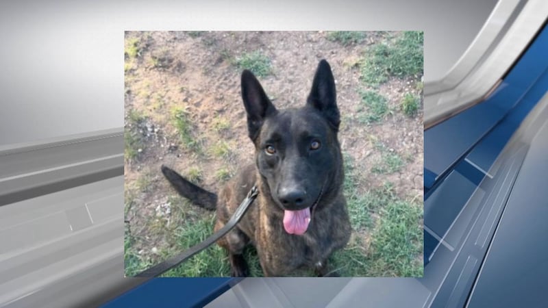 Perro del condado de Cherokee muere por enfermedad parasitaria después de dos meses de trabajo.