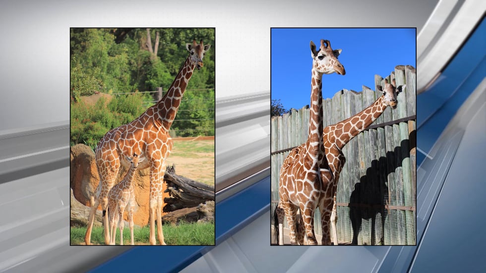 The Caldwell Zoo has announced the death of a giraffe after a months-long battle with an...