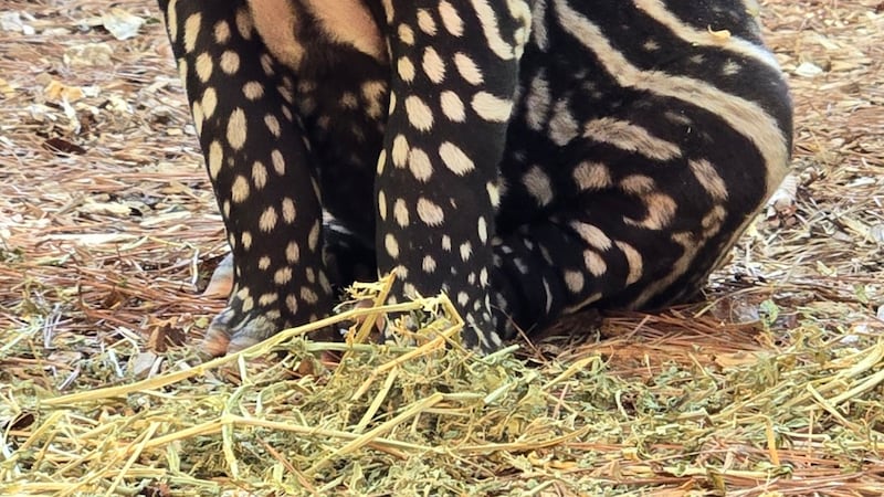 Ellen Trout Zoo announces the birth of Nadira, a tapir calf.