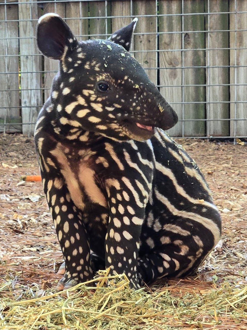 Ellen Trout Zoo announces the birth of Nadira, a tapir calf.