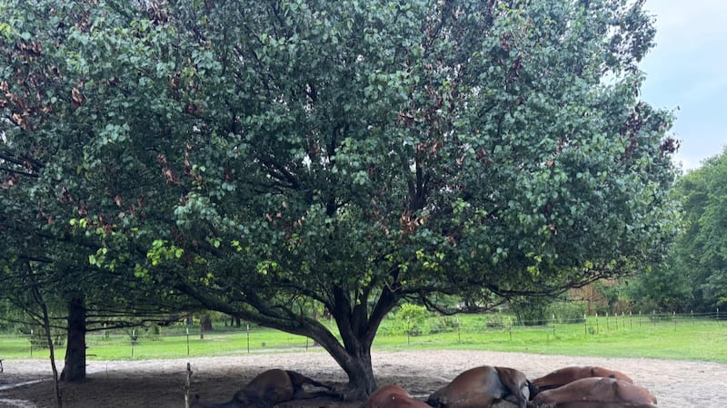 5 rescue horses killed in lightning strike at Winnsboro ranch
