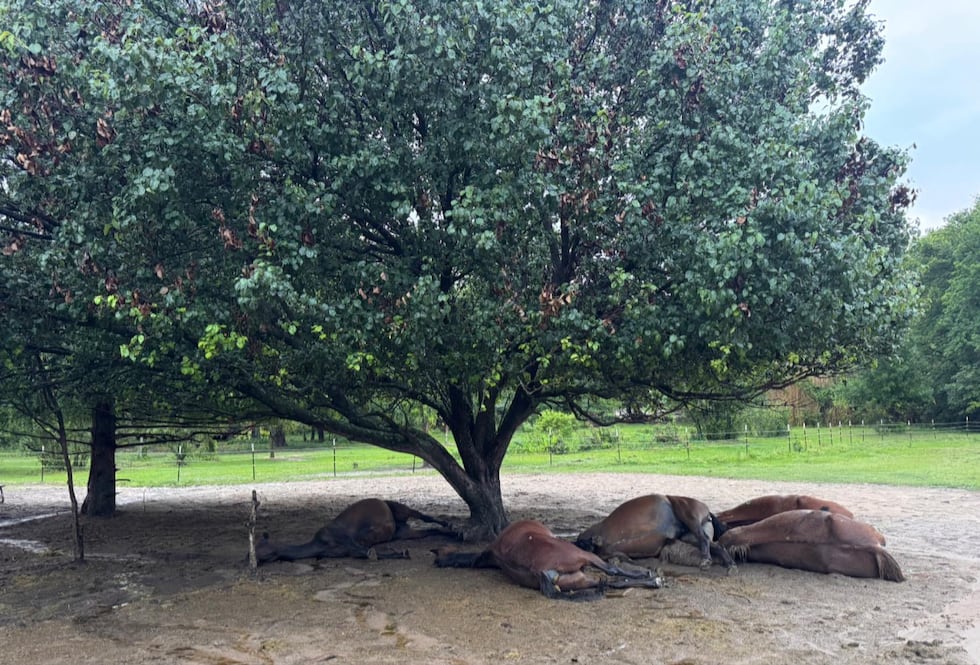 5 rescue horses killed in lightning strike at Winnsboro ranch