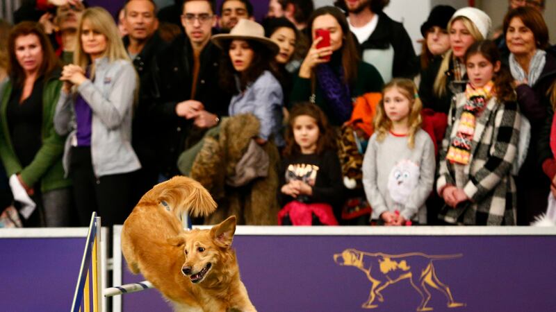Golden retriever "Twist" competes in the masters agility championship during the Westminster...