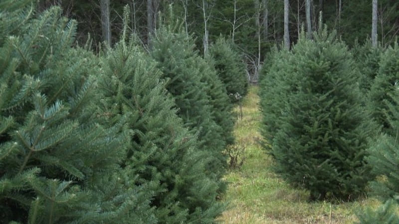 Experto explica cómo mantener un árbol de Navidad natural sin plagas