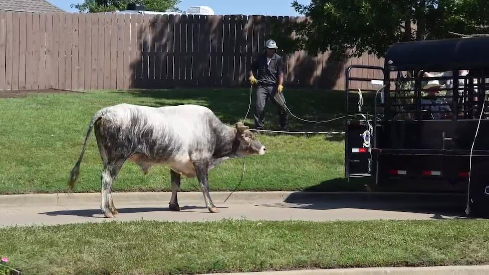 WATCH: Loose bull captured in Tyler’s Stonebridge neighborhood