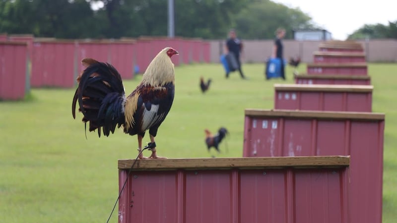 Grand Saline man accused of cockfighting after 181 roosters seized in Van Zandt County